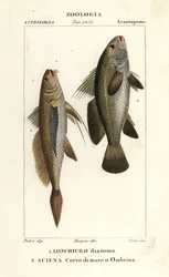 コガネグチ、Lonchurus lanceolatus 1 およびコガネグチ、ストーンバス、シェイドフィッシュ、Argyrosomus regius 2