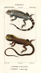 Lyreshead トカゲ、Lyriocephalus scutatus 1 および潜水トカゲまたはモップヘッド イグアナ、Uranoscodon superciliosus 2