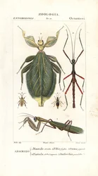 カマキリ、葉虫、ナナフシなど