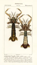 シャコ、Lysiosquilla scabricauda
