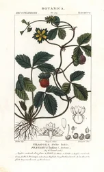 モックストロベリー、Potentilla indica
