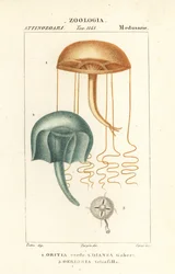 裸眼メデューサ、Orythia viridis、Oritia verde 1、ヒドロ虫類、Geryonia proboscidalis、Dianea gabert 2、Liriope tetraphylla、Gerionia tetrafilla 3
