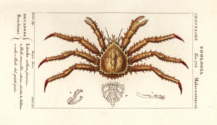 ノルウェー タラバガニ Lithodes maja