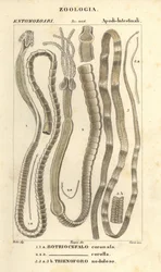 寄生虫およびサナダムシ、Bothriocephalus Coronatus 1、Bothriocephalus corolla 2、パイクサナダムシ、Triaenophorus nodulosus 3