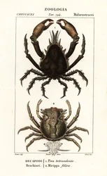 ピサ・テトラオドンとミシッパ・フィリラ