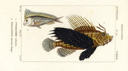 赤ミノカサゴ、Pterois volitans、Pteroide volante 1、および青 blanquillo、Taenianotos latovittatus、Tenianoto striata larga 2