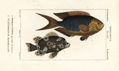 サファイア乙女、Pomacentrus pavo、pavone di mare 1、ハーレクイン スウィートリップ、Plectorhinchus chaetodonoides、Plettorinco chetodonoides 2