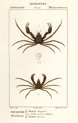 サソリのクモのカニとリーチのクモのカニ