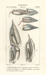 Siphonophores、Diphyes dispar、Diphyes boryi、Difie del Bory