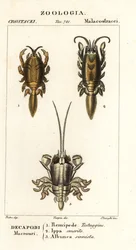 モグラまたはスナガニの種