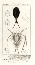 オタマジャクシ