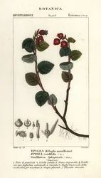 ティーベリー、Gaultheria domingensis