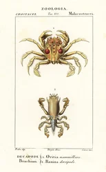 タイガーガニとカエルガニ