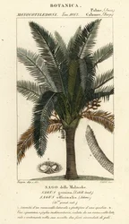 真のサゴヤシ、メトロキシロンサグ