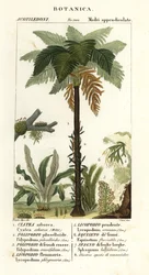 西インドの木生シダ、Cyathea arborea、つるシダ、Microgramma piloselloides 2、優美なシダ、Niphidium crassifolium 3、粗いタッセル シダ、Huperzia phlegmaria 4、スタッグホーン クラブモス、Lycopodiella cernua 5、スギナ