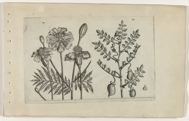 アフリカンマリーゴールドとひよこ豆 Cognoscite lilia (シリーズタイトル)