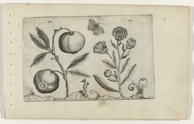 Assyrische appel en goudsbloem ユリを知る（連載タイトル）