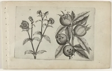 日のカッコウの花とメドラー Cognoscite lilia (シリーズタイトル)