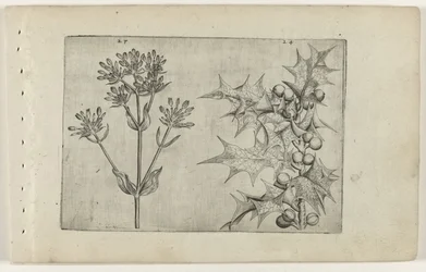 ケンタウリ(?)とヒイラギ Cognoscite lilia (シリーズタイトル)
