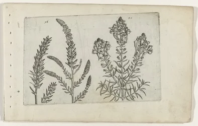Tamarisk en vlasbekje ユリを知る（連載タイトル）
