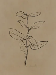 ユーカリの苗木