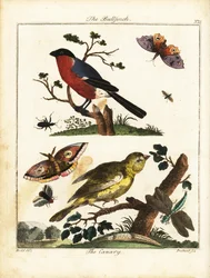 ウソ、カナリア、チョウ、ガなど 1792年（彫刻）