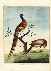 イギリスのキジ、オスとメス。 1792年（彫刻）