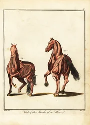 馬の筋肉. 1792年（彫刻）