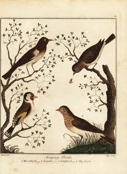 鳴き鳥：ウッドラーク、リンネット、ゴシキヒワ、スカイラーク。 1792年（彫刻）