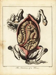 馬の腸。 1792年（彫刻）