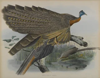 Argusianus Grayii（カラーリトグラフ