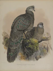 Polyplectron Tibetanum（カラーリトグラフ