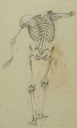 スケルトン研究、c.1848（板紙に取り付けられた黄褐色の紙にチョークとクレヨン）