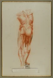 Écorché（筋肉の図の研究）、c.1848（紙にチョークとグラファイト）