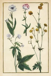 グローブフラワー（Trollius europaeus）、その他のキンポウゲ（Ranunculus glacialis）などがあります。
