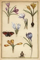 春のクロッカス（Crocus vernus）とヨーロッパクジャクチョウ（Aglais io