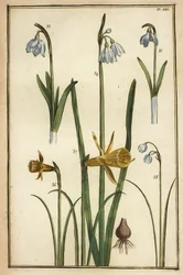 野生の水仙（Narcissus pseudonarcissus）とスノードロップ（Galanthus nivalis）。