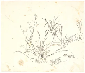 草
