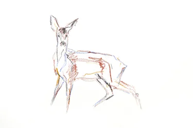 Roe Deer Young、2021年（紙にクレヨン）