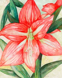 アマリリス, 2005 （水彩）