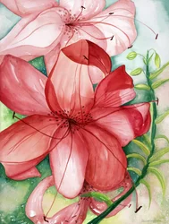 タイガーリリー, 2007 （水彩）