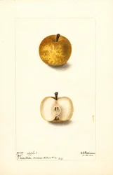 リンゴ（Malus domestica: No.1）（水彩画）
