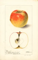 盲腸リンゴ ( Malus domestica ) (水彩)