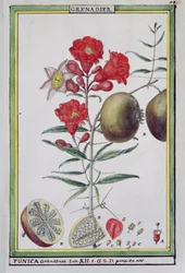 ホット植物のフロリンディーまたは物理経済的歴史からのザクロの木、1789
