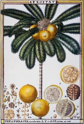Aerostat（Theophrasta aculeata）、Delahayeの水彩画、Florindie ou Histoire physico-economique des vegetaux de la Torride（熱帯地方の植物の物理経済史）より