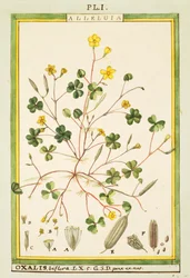 バミューダのキンポウゲ（Oxalis biflora or pes-caprae）、Delahayeによる水彩画
