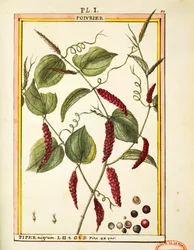 ブラックペッパーコーン（Piper nigrum）、Delahayeの水彩画