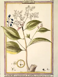 シナモン（Laurus cinnamomum）、Delahayeの水彩画