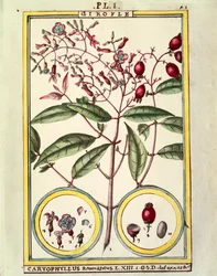クローブ（Caryophyllus Aromaticus）、水彩画（Delahaye作