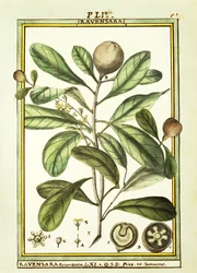 Cryptocarya Aromatica、Delahayeによる水彩画